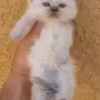 كيتن هيمالايا شوكلت 