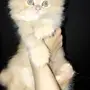 قطه شيرازيه ممتازه للبيع معا اولادها 