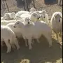 طليان ذبايح 