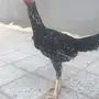 دجاجه باكستانيه فوليا 