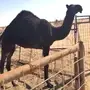 بكره مجهم مزيونه على بعير الامير سلطان 
