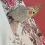 أنثى كروان فراشه للبيع 