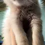 قطط صغيره 