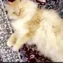 قطة لعوبة