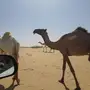 بكره للبيع 