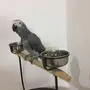 كاسكو افريقي صيد