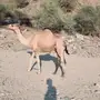 ناقه مدني ( عوادي) 