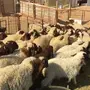 بهم نعيم للبيع