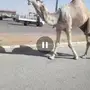 بعير رماني منتج 