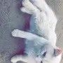 قط شيرازي بيور للبيع