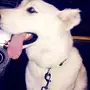 هاسكي للبيع بشكل عاجل