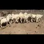 سواكن بيض مقفله ولحم نظيف..