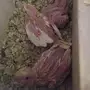 للبيع فروخ كروان 