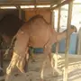 للبيع حاشي مفرود 