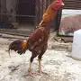 للبيع ديك باكستاني
