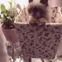 قطه همالايا بيكي فيس للبيع