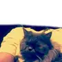 قط شيرازي بيور 