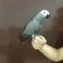 ببغاء كاسكو أفريقي جامبو - فرخ وديع للبيع!