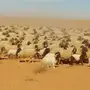 غنم نعيمي - رفحاء