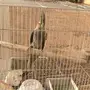 كروان لون جميل 