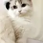 قطط منجه جميله للبيع