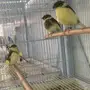 كناري جولستر