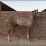 حصان عربي شعبي. الجمش _ الدوادمي 