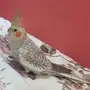 كروان فراشه للبيع 