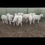 بهم حري هرافى