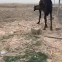 قعود فل شحم 
