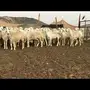 حريات درجه اولى صنف الصنف دفيع