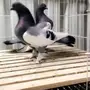 زوج بيعه سريعه 