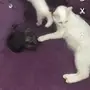 قطوه للبيع بصغارها