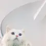 للبيع قط شيرازي بيور