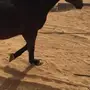 فرس انتاج حمرا 