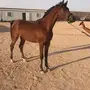 مهر للبيع 