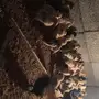 صيصان بلدي 