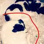 كلبه صغيره للببع 