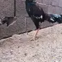 ديك مكس بلجيكي 