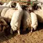 ذبايح طليان راهية جدا جدا 