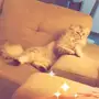 قطة شنشيلا للبيع بسعر رمزي
