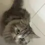 قطه للبيع في مكه