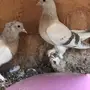 طبه حول تتم تركي منقاء مستوى