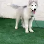 كلب هاسكي للبيع 