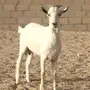 تيس ثني ولد ولد وعل شرط يقرع
