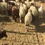 بهم للبيع
