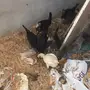 صوص للبيع