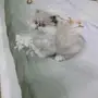 كيتن راغدول مستوي عالي