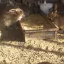 أرانب بلديه للبيع 