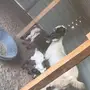 عنز طيبه تابع تيس وجفره